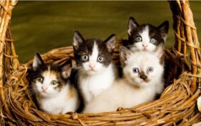Quels sont les bienfaits du chat sur l’homme ?