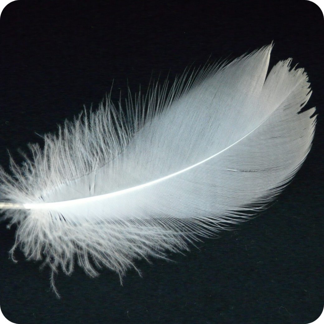 Symbolique des plumes - le message des guides et des anges - Ondes de