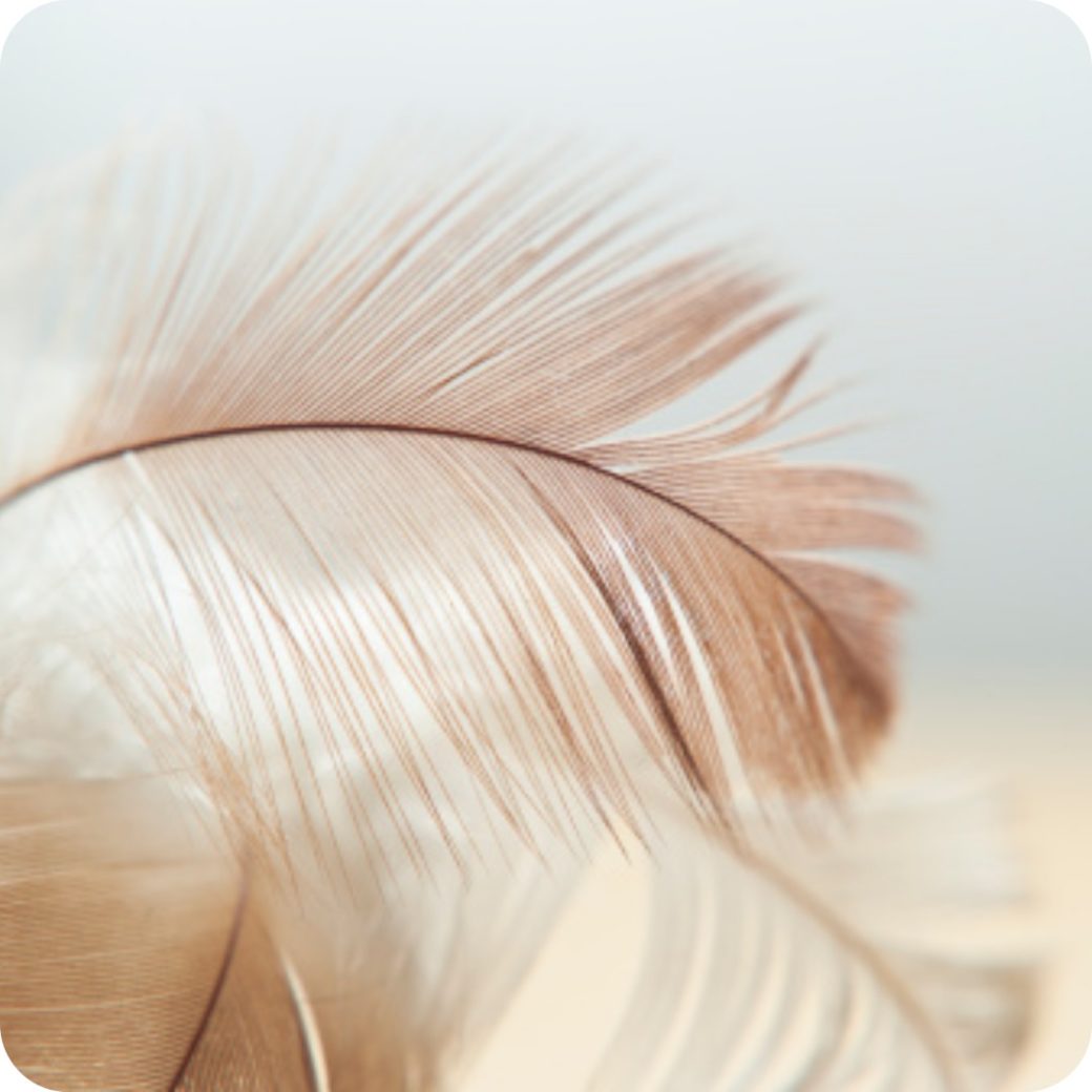 Symbolique des plumes le message des guides et des anges Ondes de Lumière