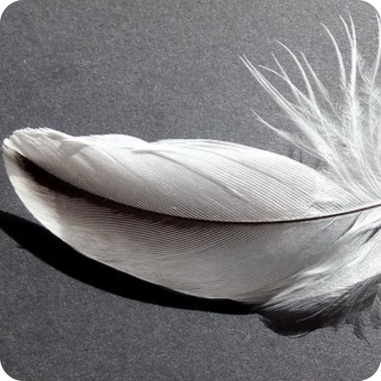 Symbolique des plumes le message des guides et des anges Ondes de Lumière