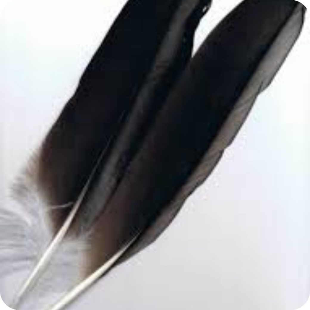 Symbolique des plumes le message des guides et des anges Ondes de Lumière