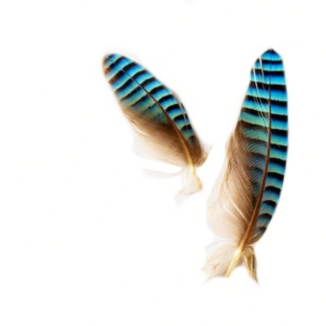 Symbolique des plumes le message des guides et des anges Ondes de Lumière