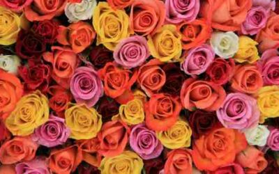 LE VOYAGE DES 9 ROSES SACREES 🌹